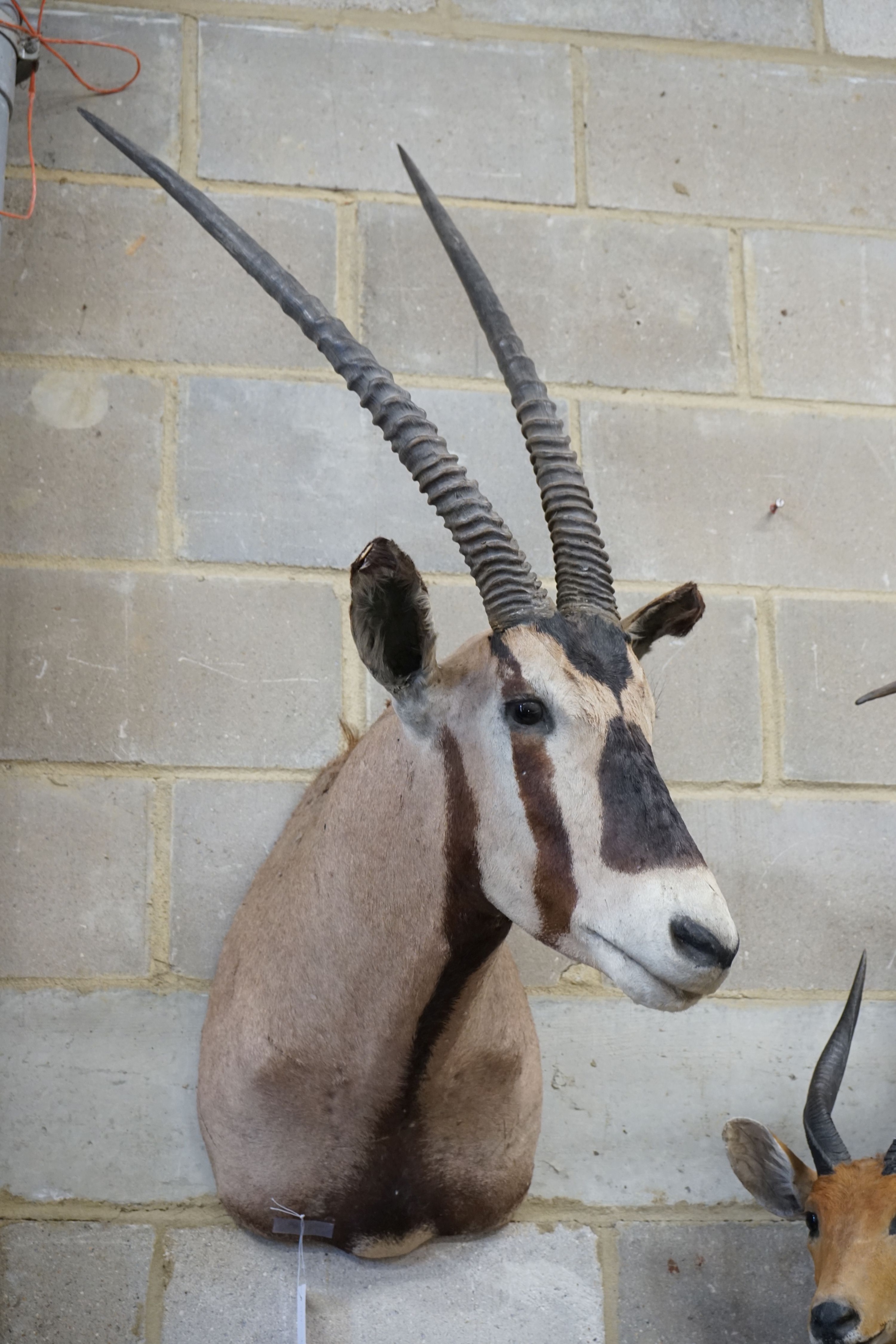 Taxidermy: A mounted Gemsbok mask, approximately 117 cm high